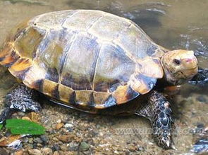 龟怎么读 龟的拼音是什么