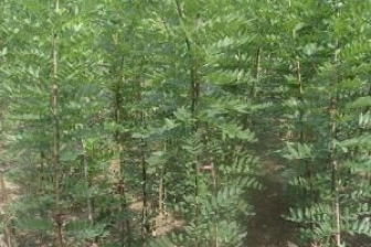 出师表不求闻达于诸侯上一句，了却君王天下事,赢得生前身后名