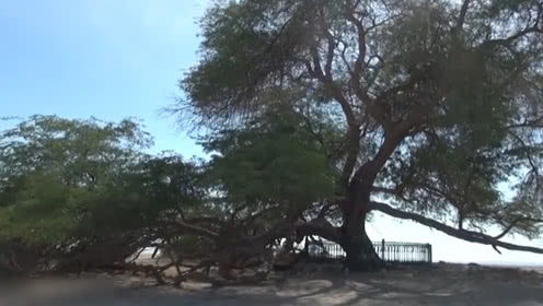 神奇的树绘本，神奇的树木有哪些