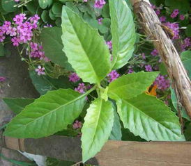 羽叶三七的基本信息