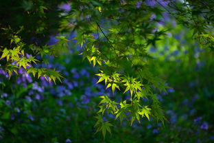 春什么盎然成语?