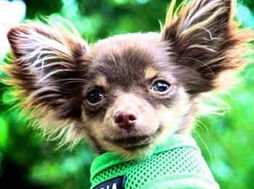 超级狗狗也会写字吗英文?