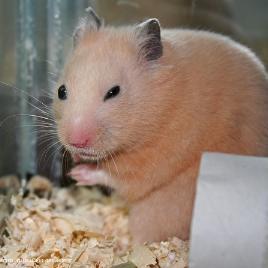 金鼠牌硅酮密封胶，金鼠命是什么命