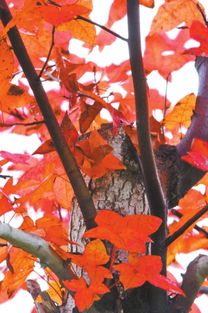 求一篇迟子建的《听时光飞舞》的读后感400字,急!!!