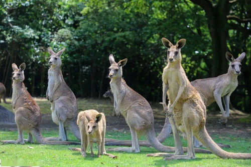 俗世奇人飞熊告诉我们什么道理