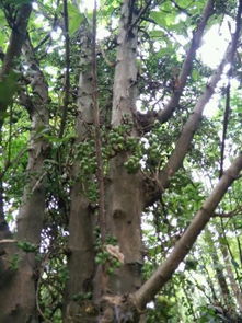 神奇的毕达哥拉斯树的形象