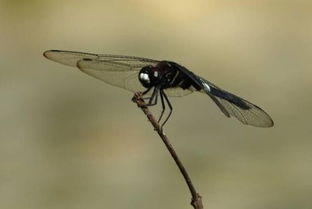 蜻可以组什么词语?