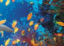 大洋海底世界和长风海底世界，大洋海底世界在哪里