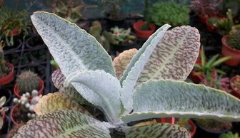 掌上珠的反义词_掌上珠的近义词_掌上珠的词语解释