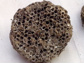 蜂房的功效与作用及禁忌的功效与作用，蜂房的用法与用量