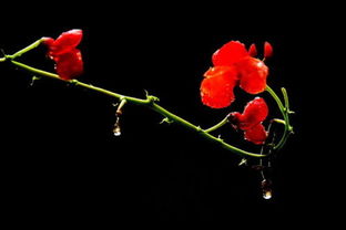 鲜花拼音怎么读怎么写，鲜花拼音怎么写?