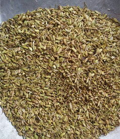 licorice是什么意思啊，白眼狼licorice