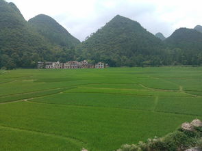 碧绿的田野造句二年级，碧绿的田野造句简单短句