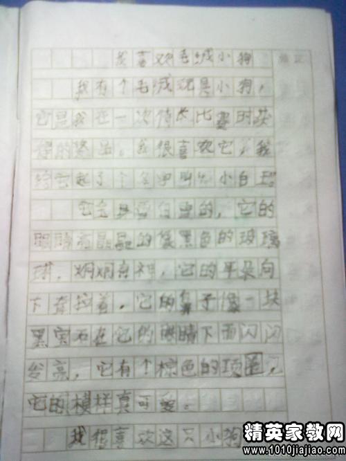 描写动物的作文300字6篇