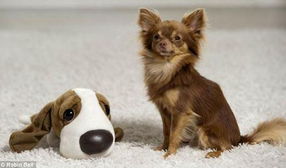 超级狗狗电影名字，超级狗狗侠