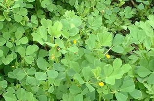 苜蓿的拼音和意思，苜蓿的拼音组词