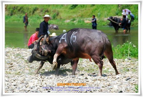 一头公牛加一头母牛猜三个字是什么生肖，一头公牛加一头母牛猜三个字两头牛是什么生肖