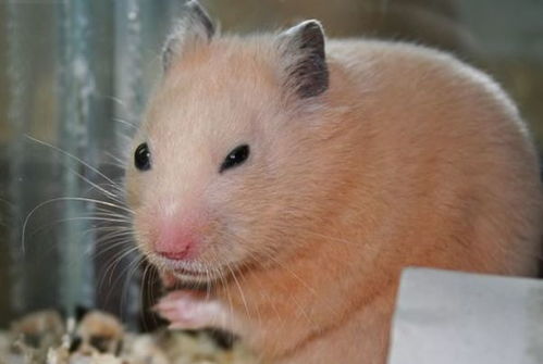 2020金鼠命是什么 金鼠之命好吗?