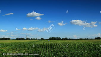 碧绿的田野像什么把句子补充完整