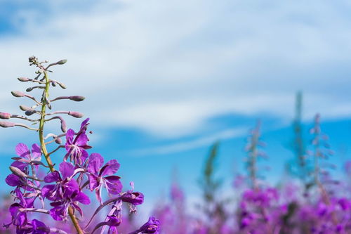 摘抄优美段落100字左右