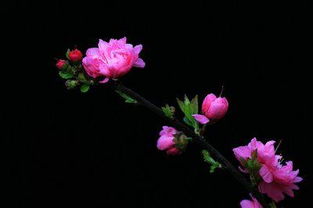 早开的红梅一一歇后语填空，早开的红梅补充歇后语