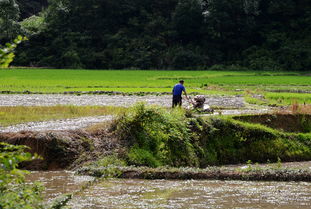 鹅湖山下稻粱肥古诗，鹅湖山下稻粱肥下一句怎么念