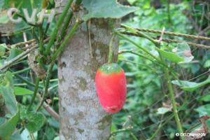 红瓜图片，红瓜的功效和作用