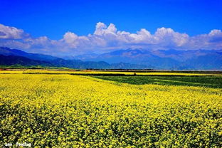 无花无酒锄作田全诗，无花无酒锄作田全诗译文