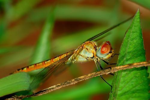 有关蜻的词语都有哪些?