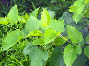 桑叶的作用与功效及副作用，夏季桑叶的作用与功效