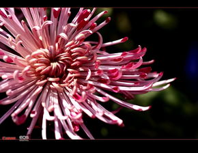 轻肌弱骨散幽葩更将金蕊泛流霞描写的是什么植物?