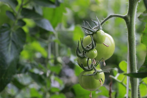 硕果意思和拼音，硕果意思和拼音怎么写的