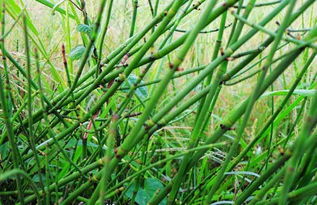 节节草有什么用途?