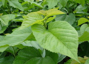 桑树叶有什么功效