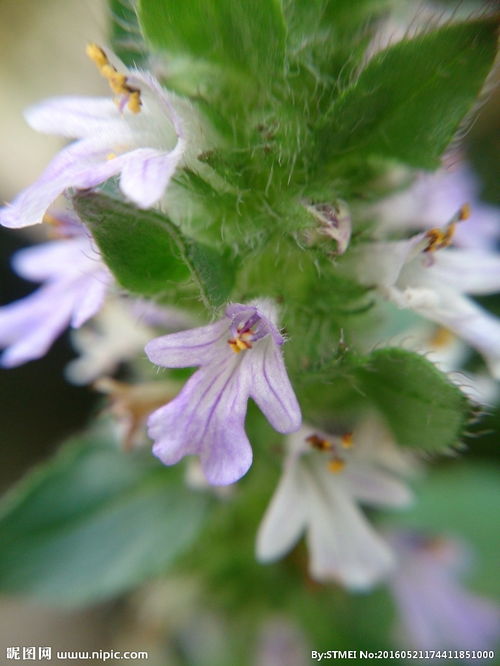 筋骨草(白毛夏枯草)是长什么样子的?