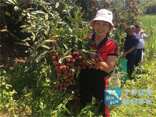 荔怎么读