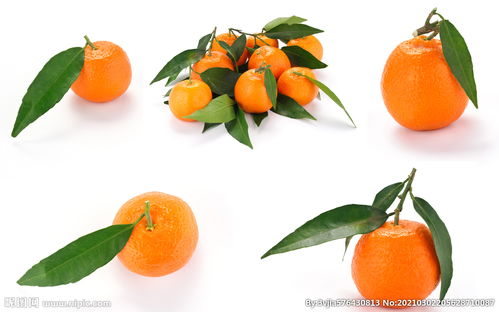 橘柑和柑橘的区别。