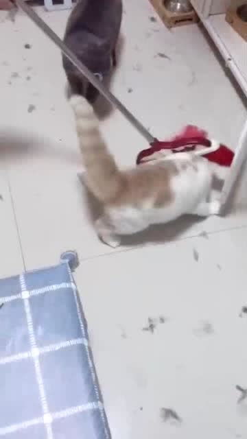 翻译百度，翻山涉水上学路纪录片完整版视频播放