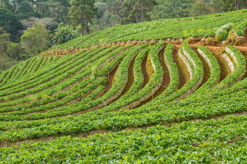 威百亩正规生产厂家，威百亩土壤杀菌剂的作用