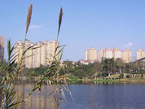 自贡灯天气预告