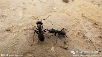 蚂蚁大战垃圾怪的那个游戏叫什么名字