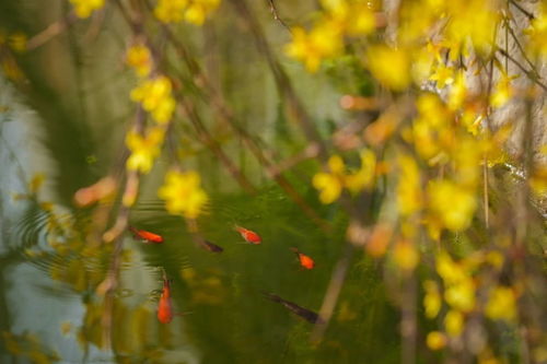 春什么盎然意思，春()盎然