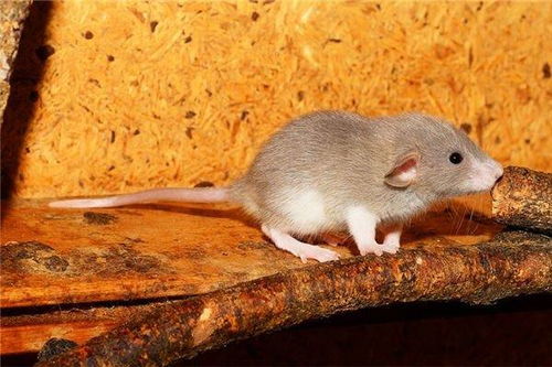 1972年生肖鼠是什么命1972年属鼠一生命运