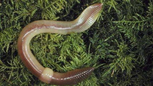 黄蟮和黄鳝的区别