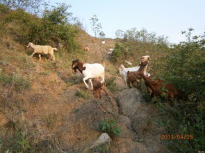 畜牧读音是什么意思，畜牧读音是什么意思暑假