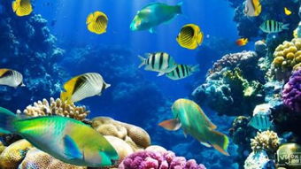 上海海洋馆怎么去