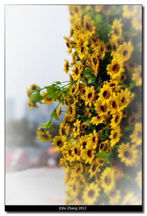 菊花的英文怎么说