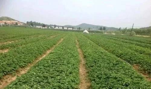 浙江大鹏威百亩怎么样