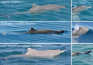 海豚的豚组词和拼音，海豚的豚能组成什么词