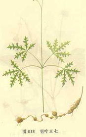 羽叶三七是国家保护植物吗，羽叶三七的功效